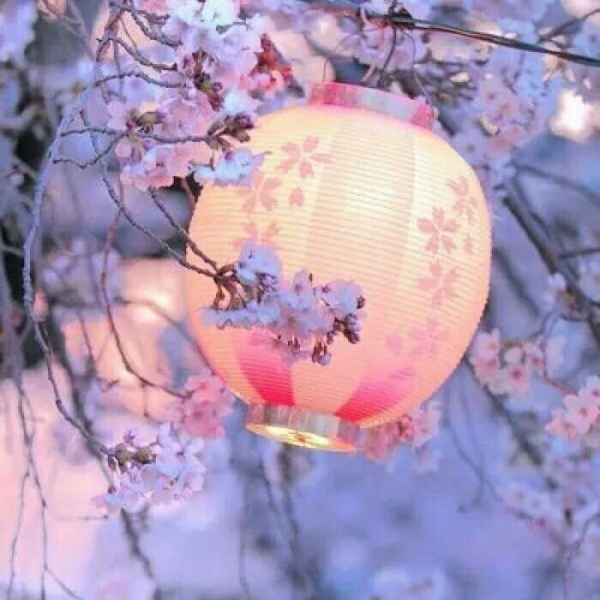 安奈 梦幻樱花背景图 我爱人的心尤为动人 你不理我的样子最为情深