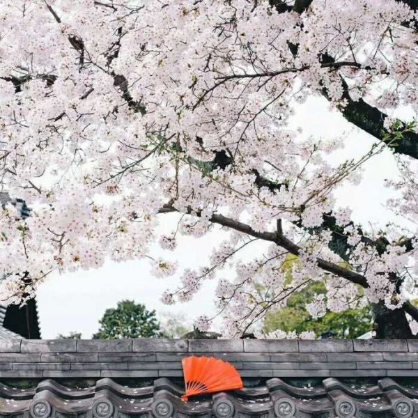 安奈 梦幻樱花背景图 我爱人的心尤为动人 你不理我的样子最为情深