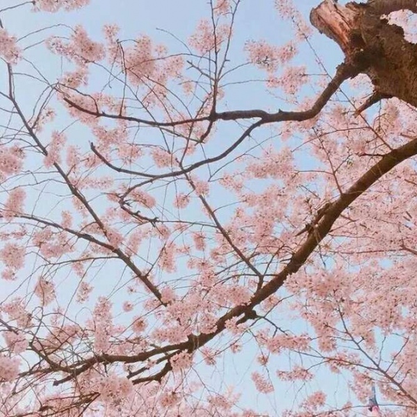 安奈 梦幻樱花背景图 我爱人的心尤为动人 你不理我的样子最为情深