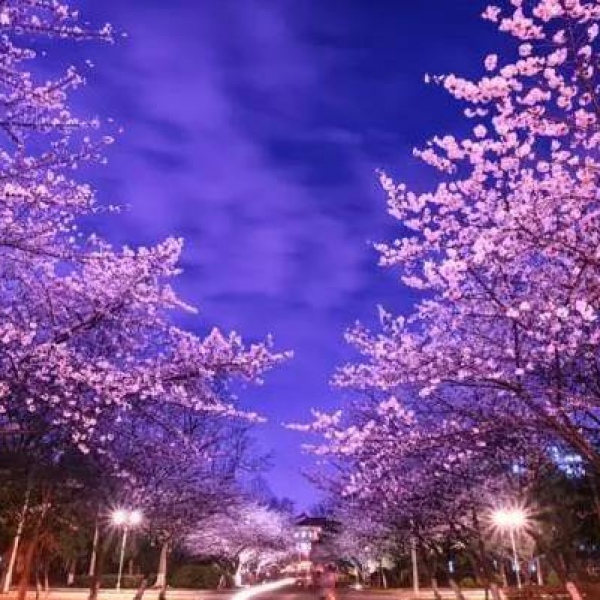 安奈 梦幻樱花背景图 我爱人的心尤为动人 你不理我的样子最为情深