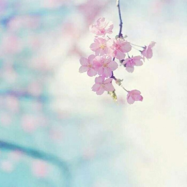 安奈 梦幻樱花背景图 我爱人的心尤为动人 你不理我的样子最为情深