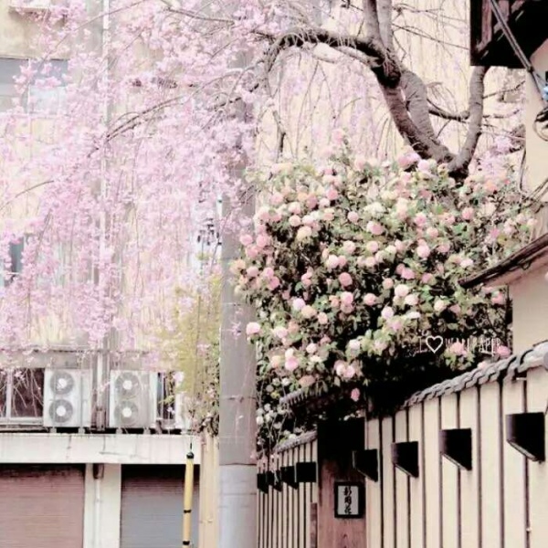 安奈 梦幻樱花背景图 我爱人的心尤为动人 你不理我的样子最为情深