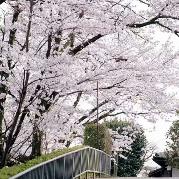 安奈 梦幻樱花背景图 我爱人的心尤为动人 你不理我的样子最为情深