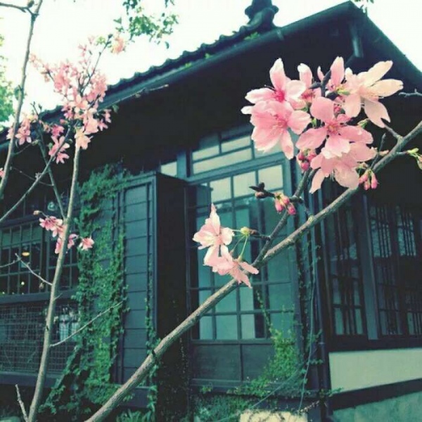 安奈 梦幻樱花背景图 我爱人的心尤为动人 你不理我的样子最为情深