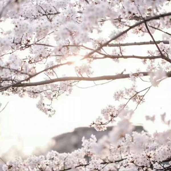 安奈 梦幻樱花背景图 我爱人的心尤为动人 你不理我的样子最为情深