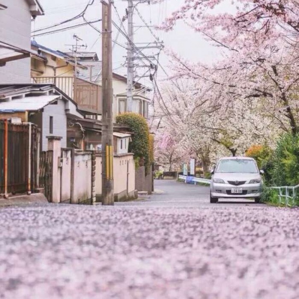 安奈 梦幻樱花背景图 我爱人的心尤为动人 你不理我的样子最为情深