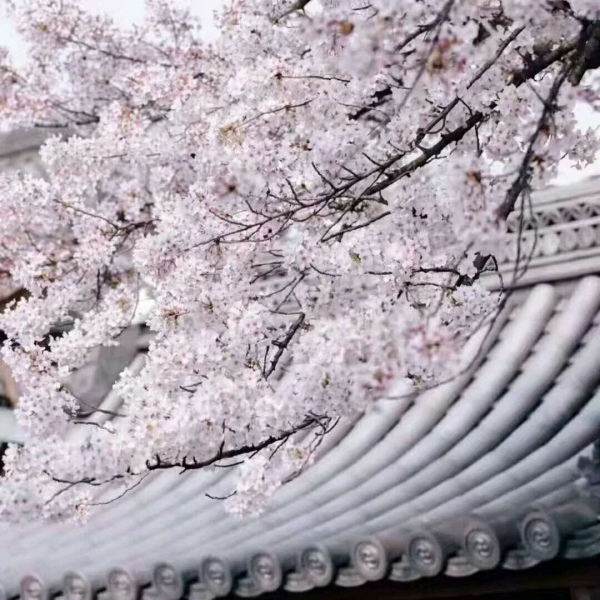 安奈 梦幻樱花背景图 我爱人的心尤为动人 你不理我的样子最为情深