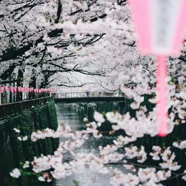 安奈 梦幻樱花背景图 我爱人的心尤为动人 你不理我的样子最为情深