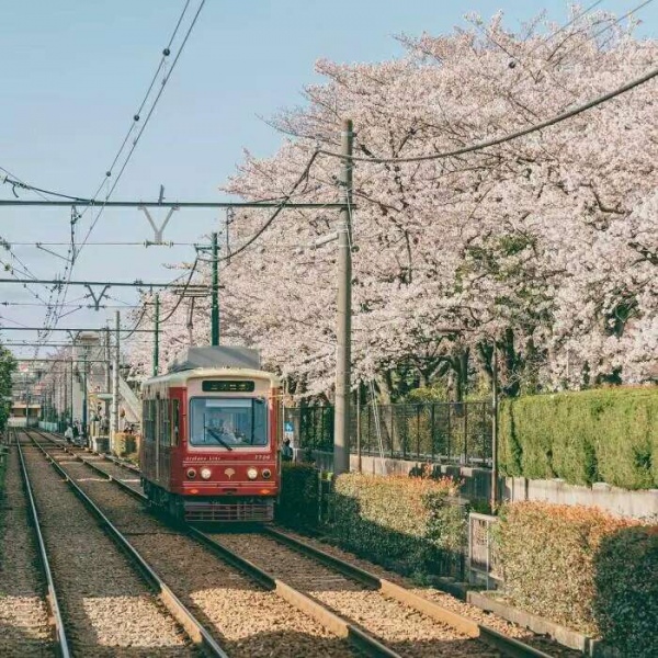 安奈 梦幻樱花背景图 我爱人的心尤为动人 你不理我的样子最为情深