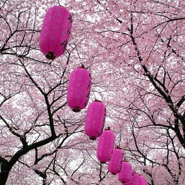 安奈 梦幻樱花背景图 我爱人的心尤为动人 你不理我的样子最为情深