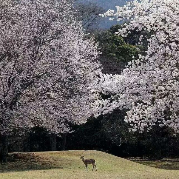 安奈 梦幻樱花背景图 我爱人的心尤为动人 你不理我的样子最为情深