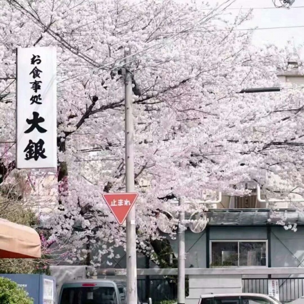 安奈 梦幻樱花背景图 我爱人的心尤为动人 你不理我的样子最为情深