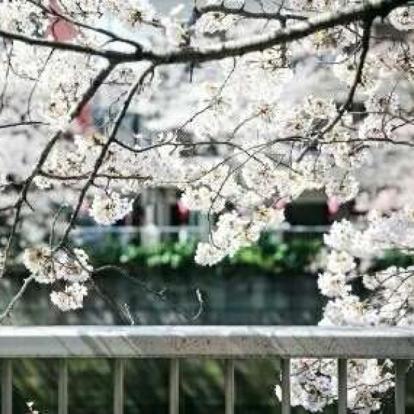 安奈 梦幻樱花背景图 我爱人的心尤为动人 你不理我的样子最为情深