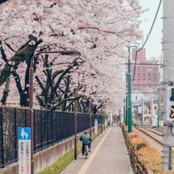 安奈 梦幻樱花背景图 我爱人的心尤为动人 你不理我的样子最为情深