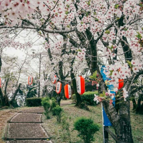 安奈 梦幻樱花背景图 我爱人的心尤为动人 你不理我的样子最为情深