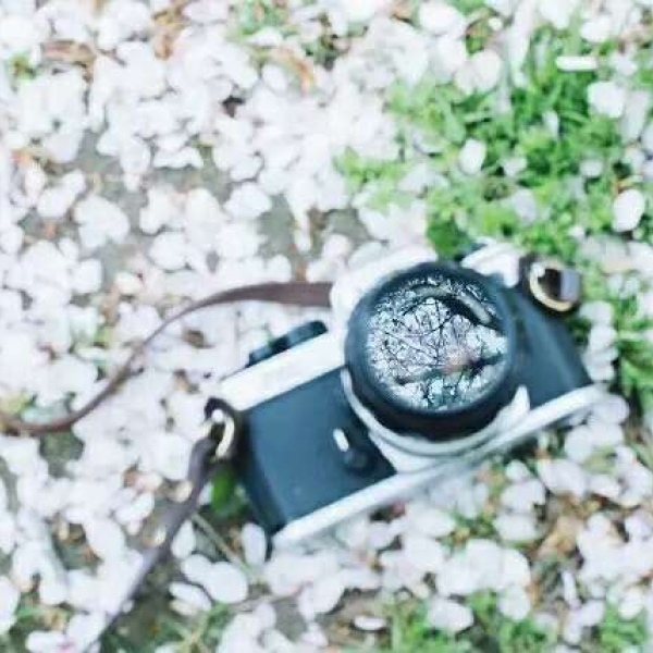 安奈 梦幻樱花背景图 我爱人的心尤为动人 你不理我的样子最为情深