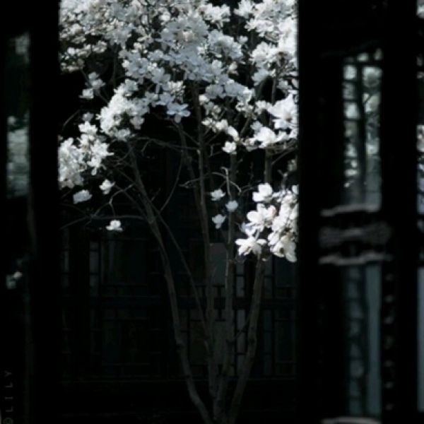 川/黑色系