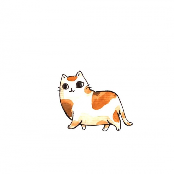 白灏宇:风景静物头像/猫咪/动漫/ 你总是能成为我热爱生活的原因