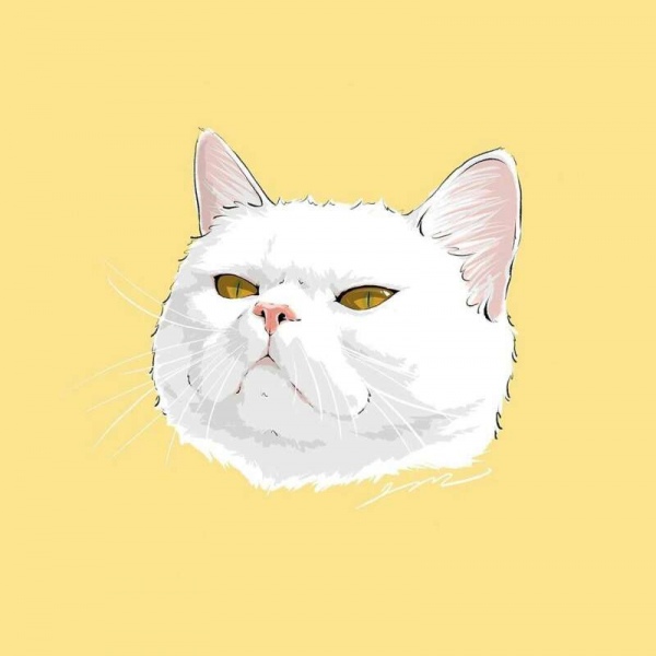 白灏宇:风景静物头像/猫咪/动漫/ 你总是能成为我热爱生活的原因