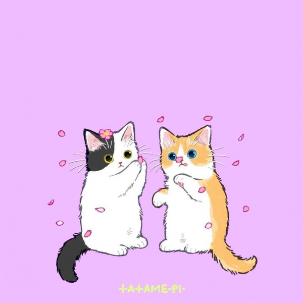 白灏宇:风景静物头像/猫咪/动漫/ 你总是能成为我热爱生活的原因