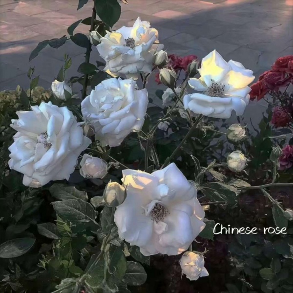 皆甜:唯美静谧背景图/善良和喜欢是免费的 但不是廉价的