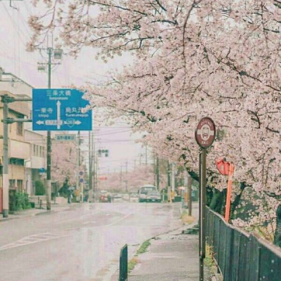 川/樱花