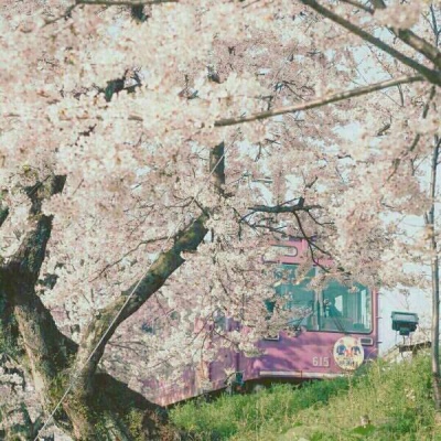 川/樱花