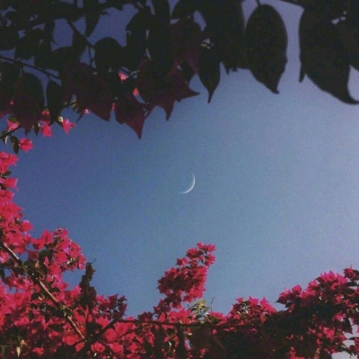原宿风好看风景花朵好看滤镜调色背景图