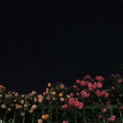 原宿风好看风景花朵好看滤镜调色背景图