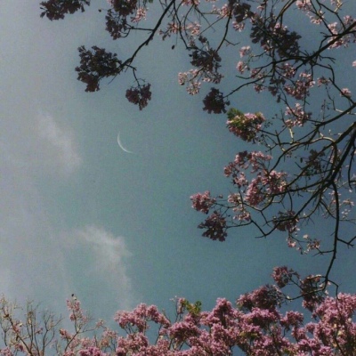 原宿风好看风景花朵好看滤镜调色背景图