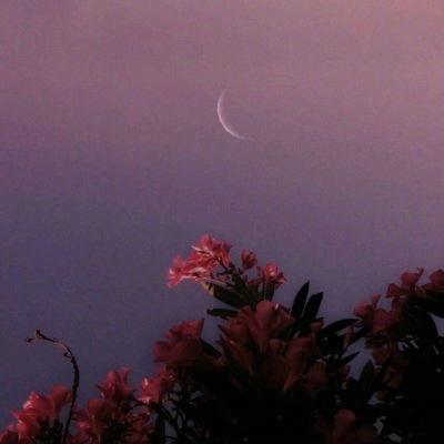 原宿风好看风景花朵好看滤镜调色背景图