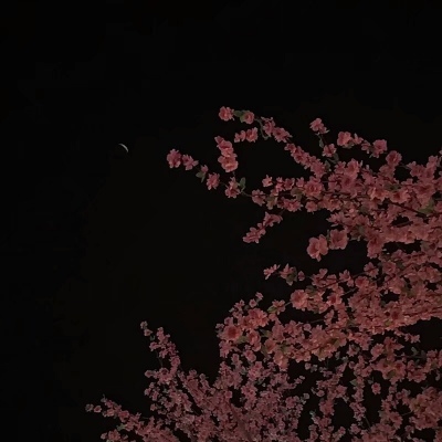原宿风好看风景花朵好看滤镜调色背景图