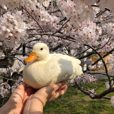 捕捉一只可爱的鸭鸭