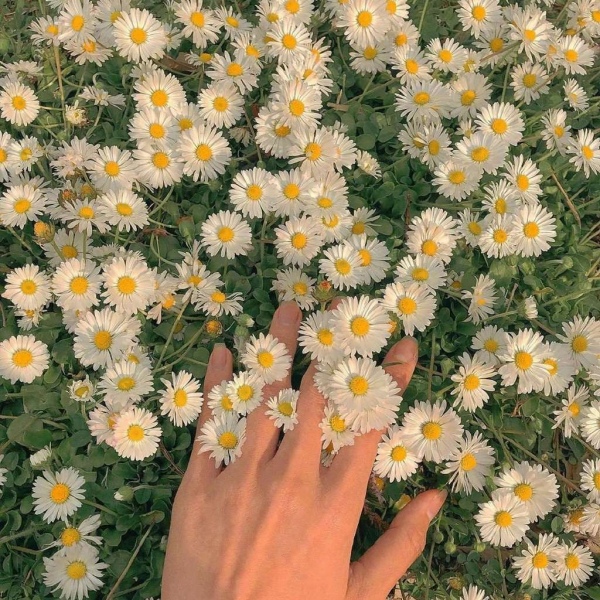小清新/花丛/唯美风景/背景图/早安 遇见美好