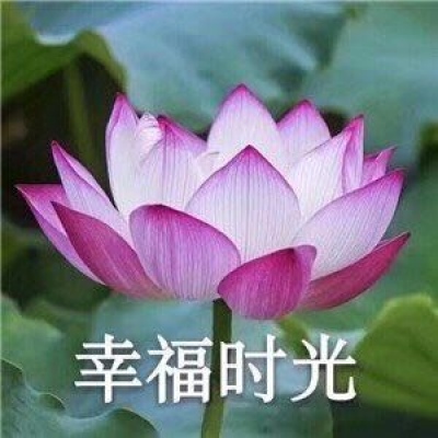 最近超火的莲花头像