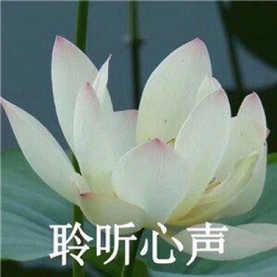 最近超火的莲花头像