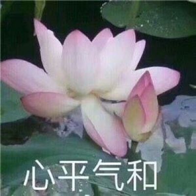 最近超火的莲花头像