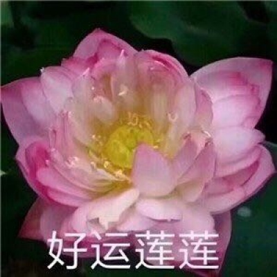 最近超火的莲花头像