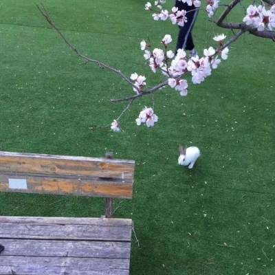 清新绿色背景 ? 人有感情 寸步难行