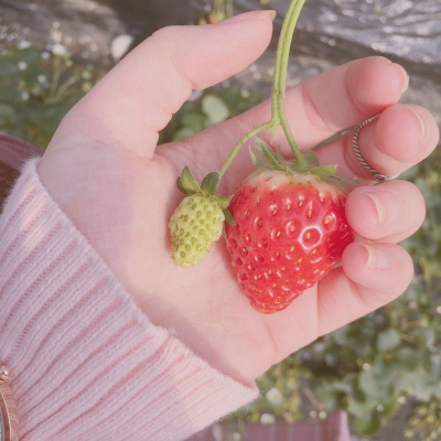 皆甜:甜蜜草莓背景图/把所有的喜欢酿成草莓味