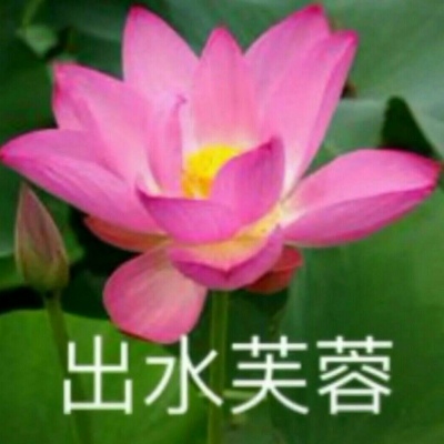 白灏宇：风景静物头像/荷花/文字控/