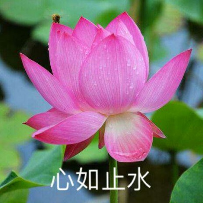 白灏宇：风景静物头像/荷花/文字控/