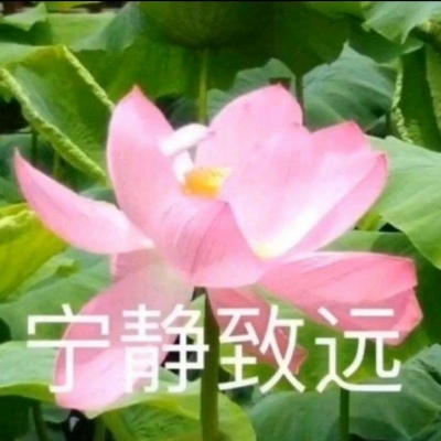 白灏宇：风景静物头像/荷花/文字控/