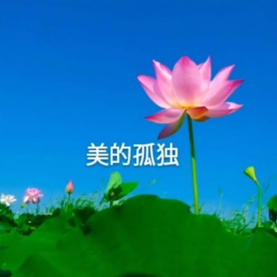 白灏宇：风景静物头像/荷花/文字控/