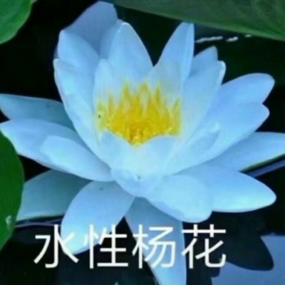 白灏宇：风景静物头像/荷花/文字控/