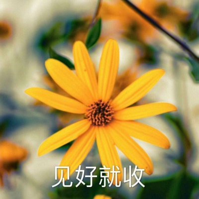 白灏宇：风景静物头像/荷花/文字控/
