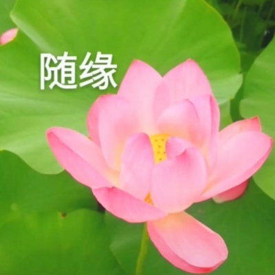 白灏宇：风景静物头像/荷花/文字控/