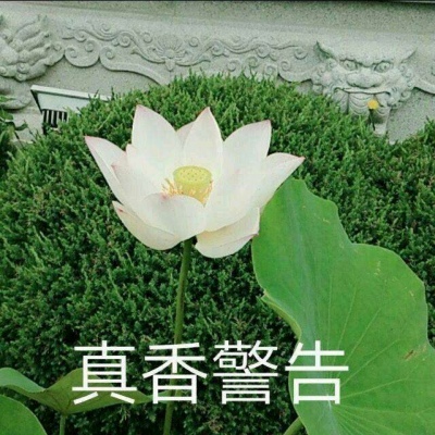 白灏宇：风景静物头像/荷花/文字控/