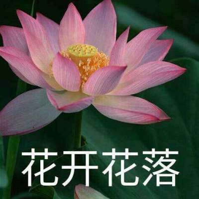 白灏宇：风景静物头像/荷花/文字控/