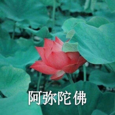 白灏宇：风景静物头像/荷花/文字控/
